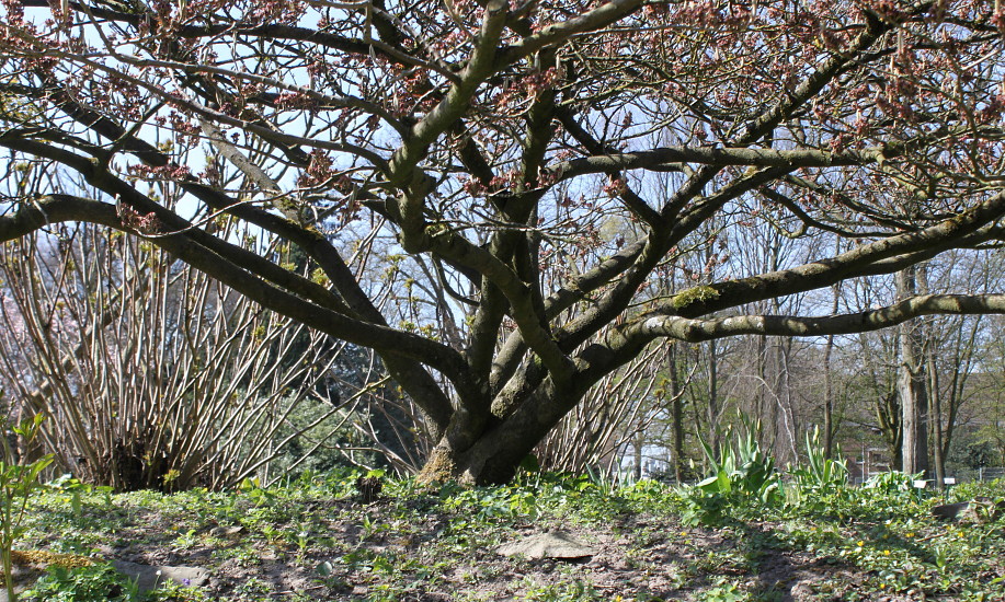 Image of Hamamelis mollis specimen.
