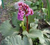 Bergenia crassifolia. Цветущее растение. Украина, г. Запорожье, Запорожский детский ботанический сад. 27.04.2013.