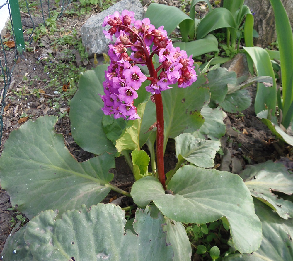 Image of Bergenia crassifolia specimen.