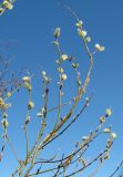 Salix phylicifolia