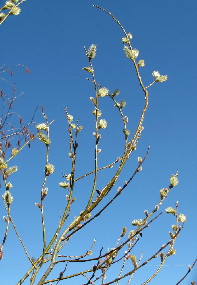 Image of Salix phylicifolia specimen.
