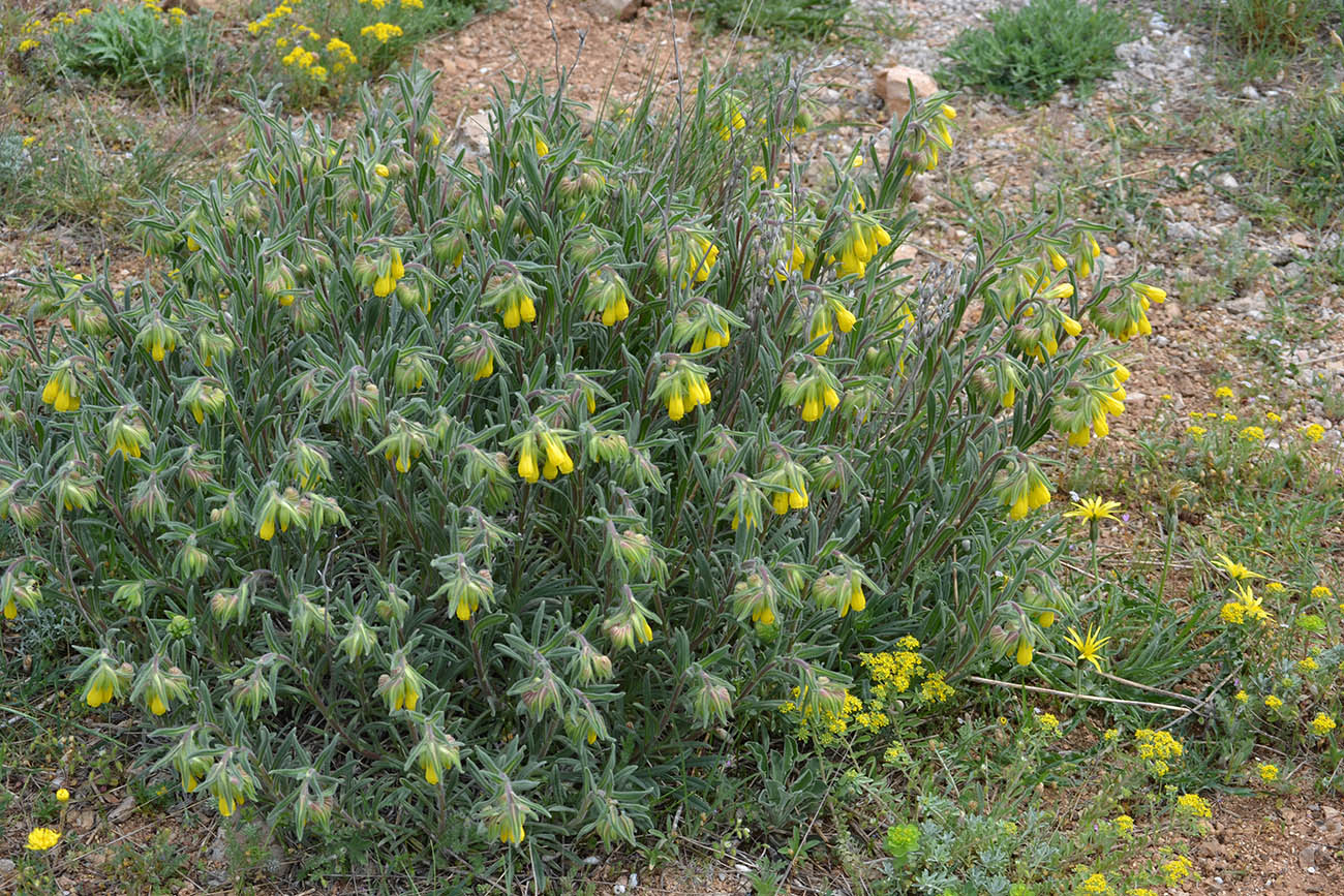 Изображение особи Onosma taurica.