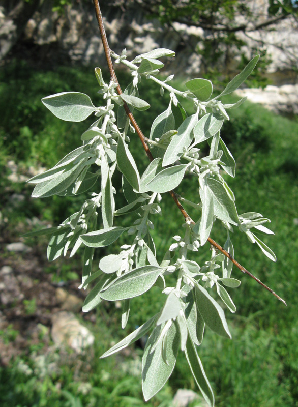 Изображение особи Elaeagnus angustifolia.