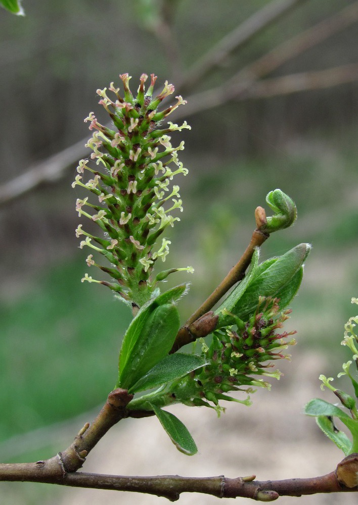 Image of Salix myrsinifolia specimen.