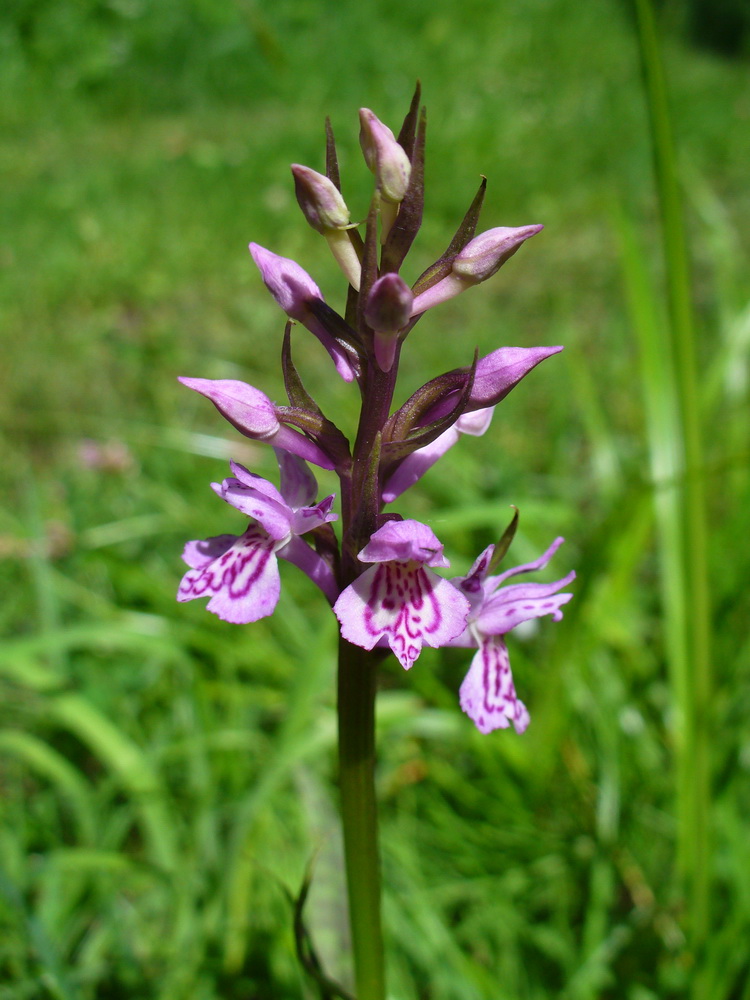 Image of Dactylorhiza fuchsii specimen.