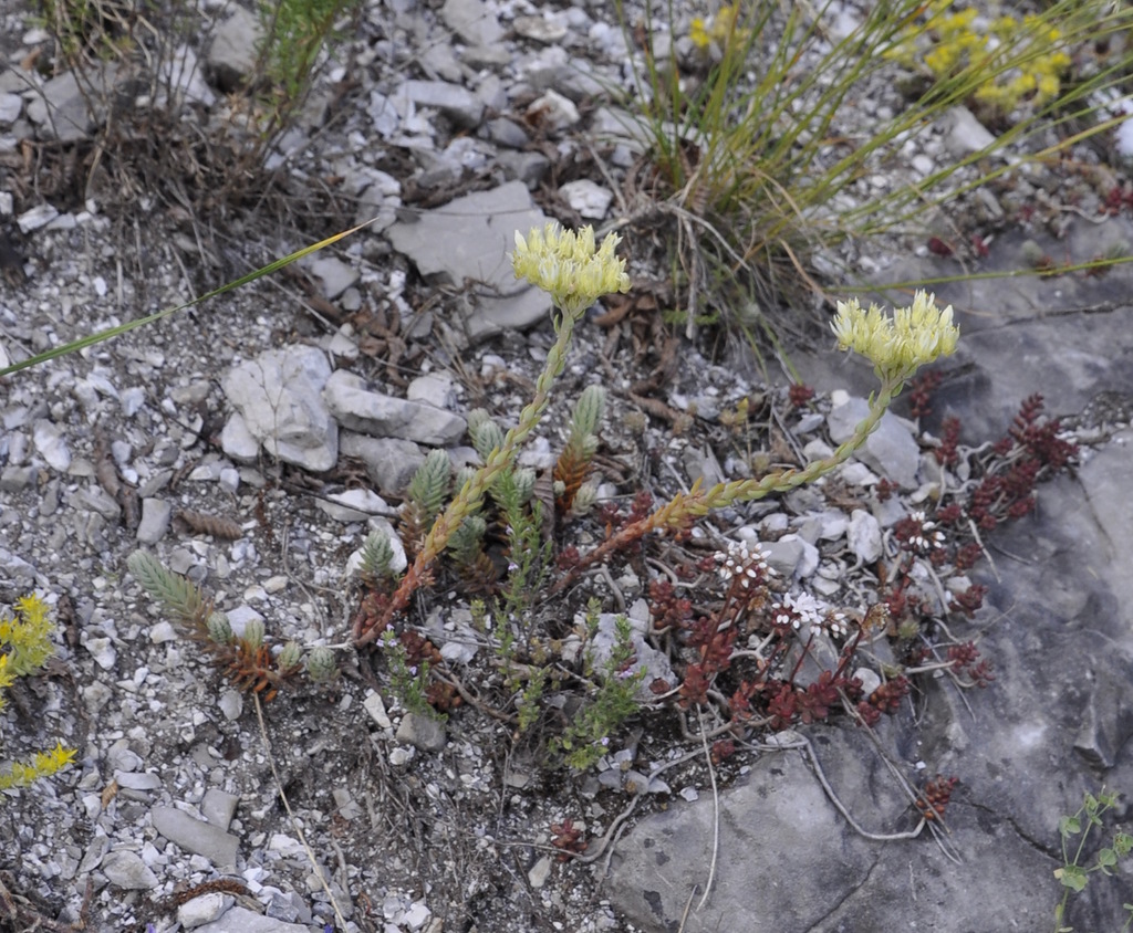 Изображение особи Sedum ochroleucum.