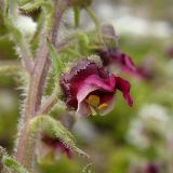 Scrophularia ruprechtii