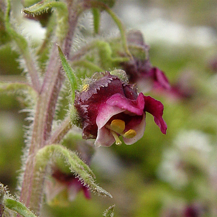 Изображение особи Scrophularia ruprechtii.