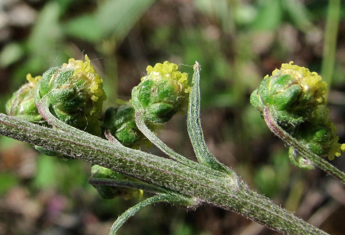 Image of Artemisia tanacetifolia specimen.