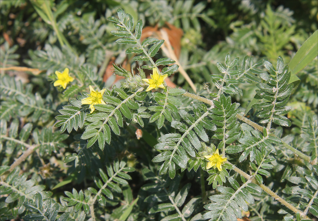 Изображение особи Tribulus terrestris.