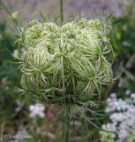 Daucus carota. Соплодие с незрелыми плодами. Украина, г. Киев, Южная Борщаговка, ул. Булгакова, берег пруда. 17 июля 2013 г.