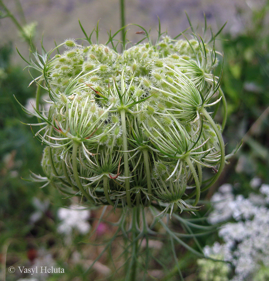 Image of Daucus carota specimen.