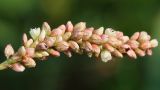 Persicaria maculosa