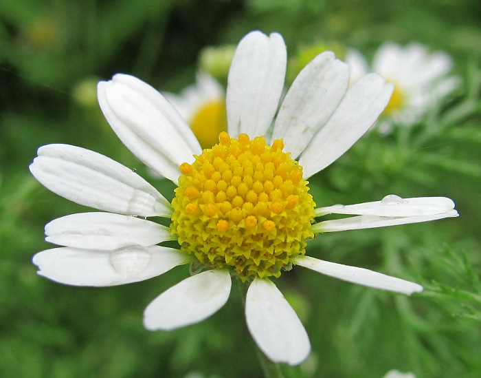 Изображение особи Anthemis cotula.