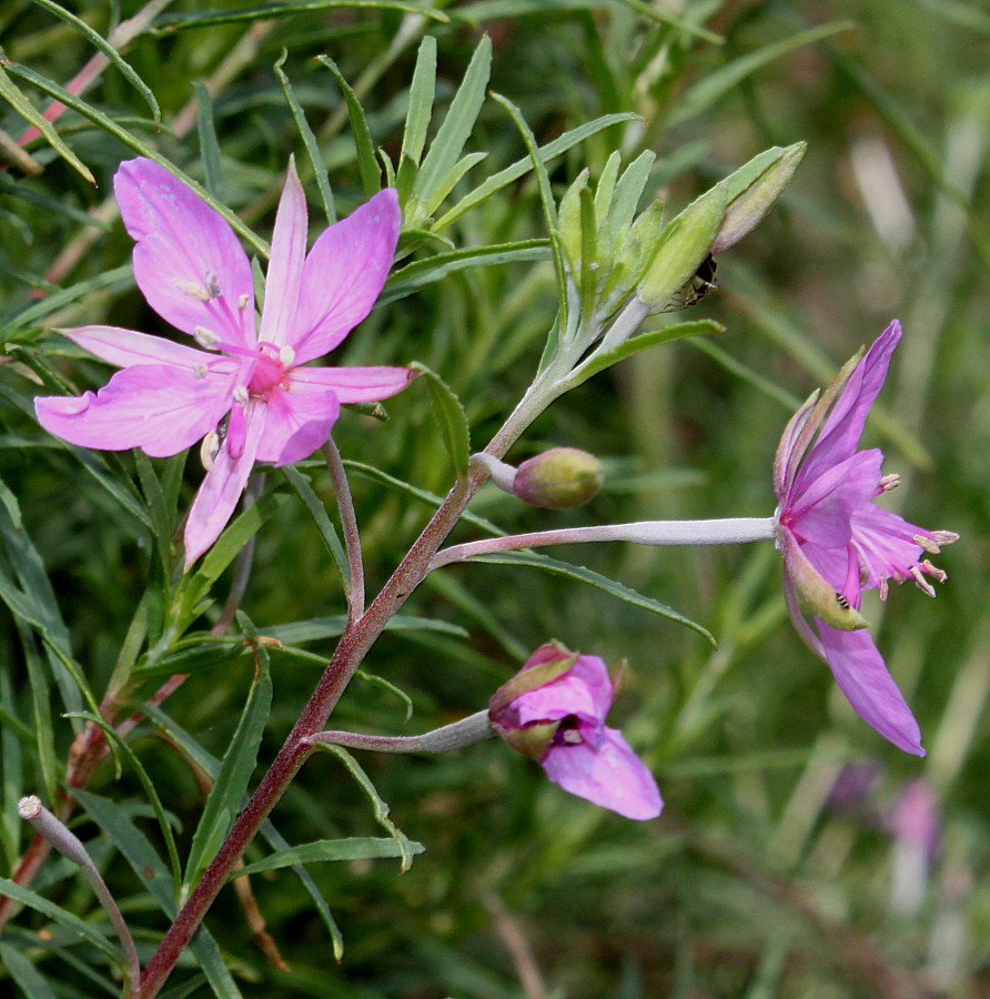 Image of Chamaenerion fleischeri specimen.