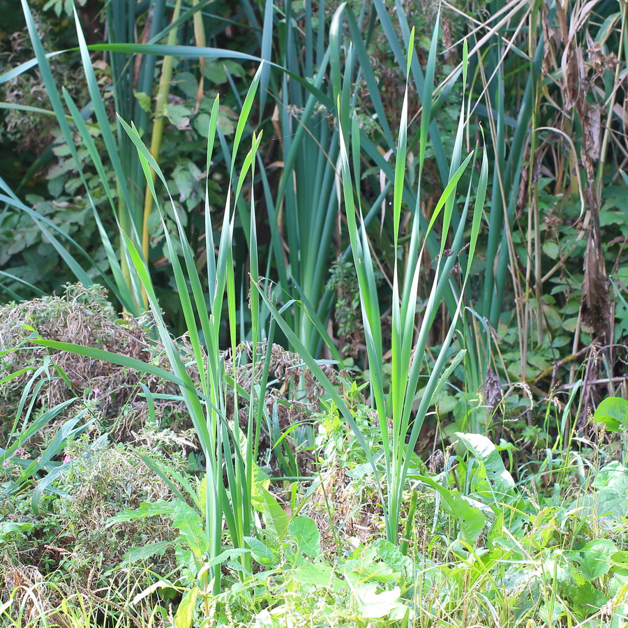 Image of genus Typha specimen.