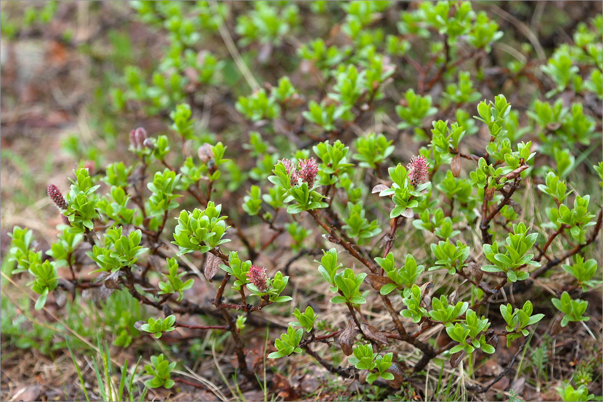 Изображение особи Salix myrsinites.