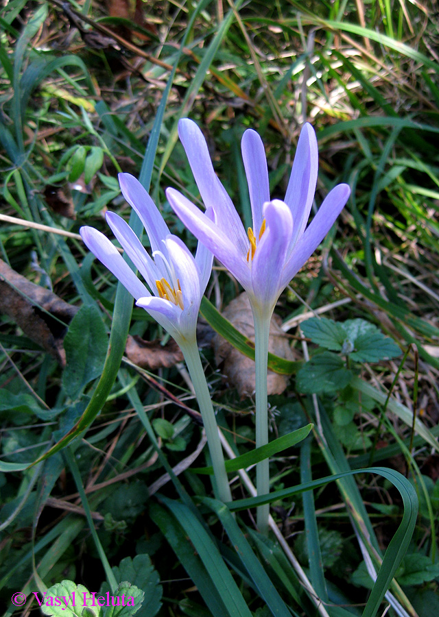 Изображение особи Colchicum autumnale.