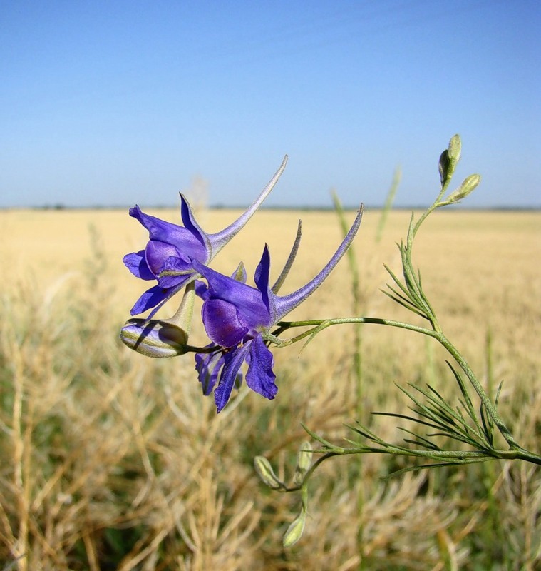 Изображение особи Delphinium consolida.