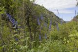 Delphinium elatum. Цветущие растения. Юго-восточный Казахстан, Джунгарский Алатау, ущ. р. Коксу 10 км выше пос. Рудничный. 08.07.2013.