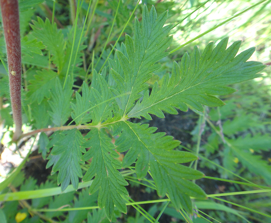 Image of Potentilla acervata specimen.