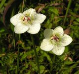 Parnassia palustris. Цветки. Приморский край, г. Владивосток, бухта Соболь, разнотравный луг на прибрежном склоне. 06.09.2013.