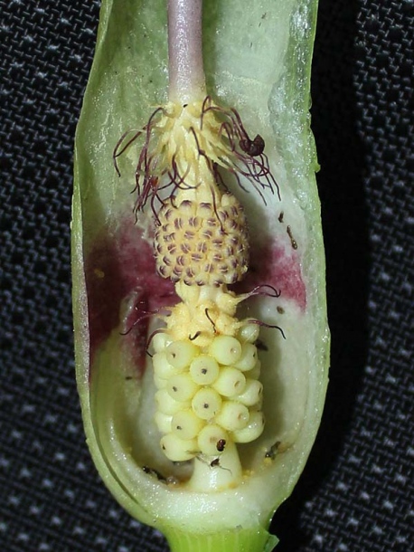 Image of Arum maculatum specimen.