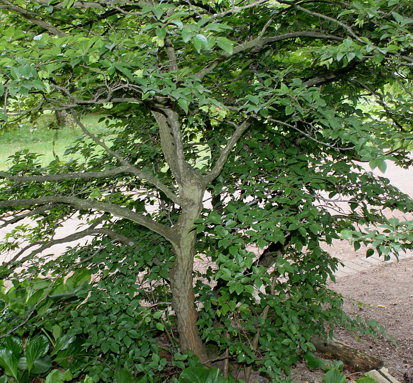 Image of Carpinus turczaninowii specimen.