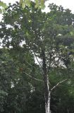 Artocarpus elasticus. Крона дерева. Таиланд, национальный парк Си Пханг-нга. 19.06.2013.