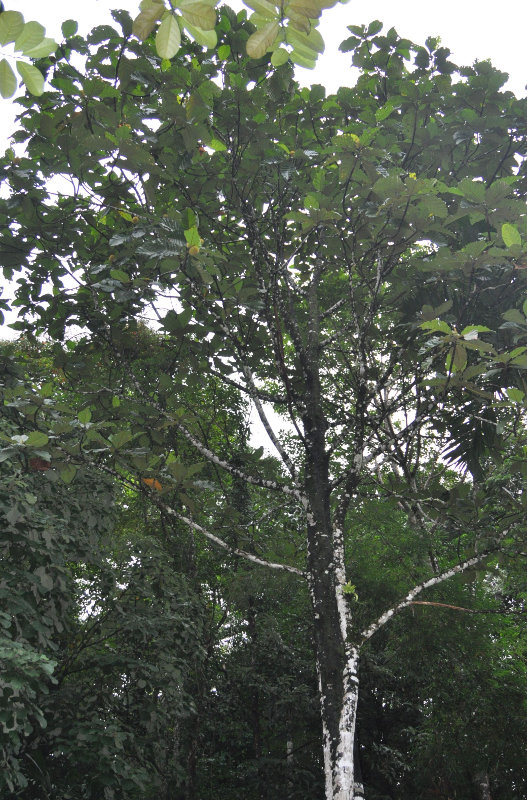 Изображение особи Artocarpus elasticus.