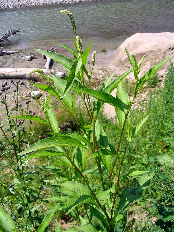 Image of Persicaria lapathifolia specimen.