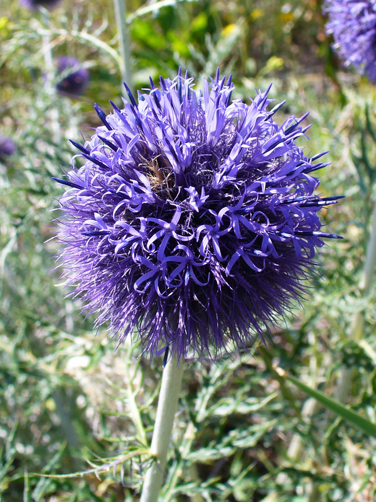 Изображение особи Echinops crispus.