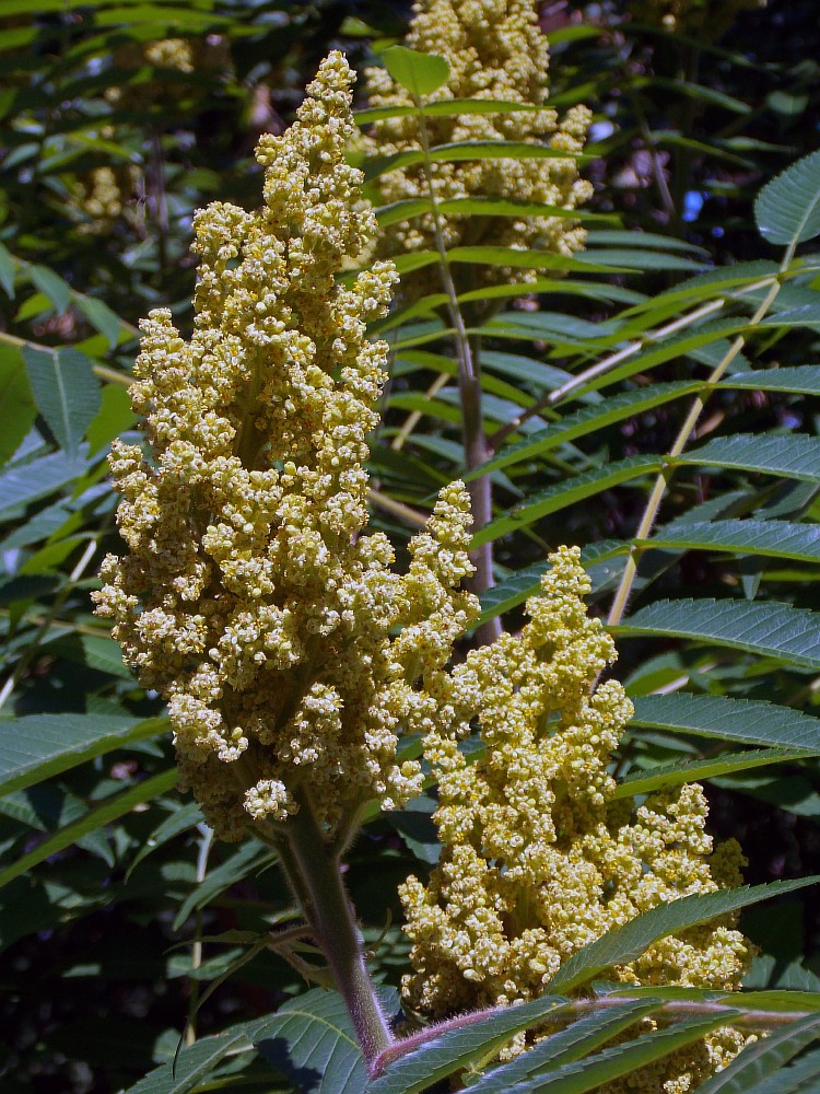 Изображение особи Rhus typhina.