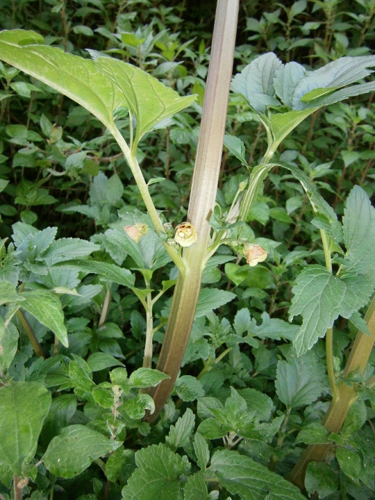 Image of Scrophularia trifoliata specimen.