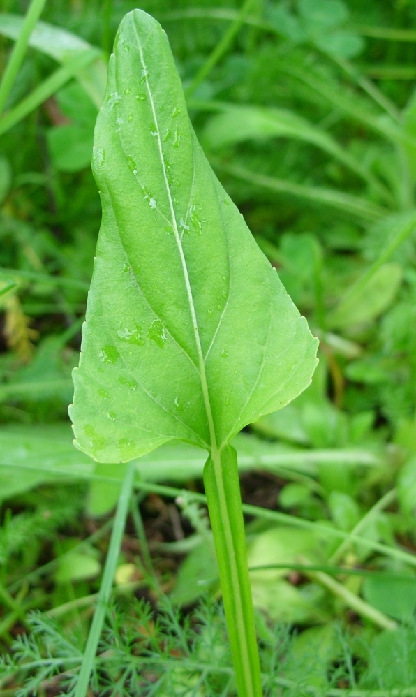 Image of Viola patrinii specimen.