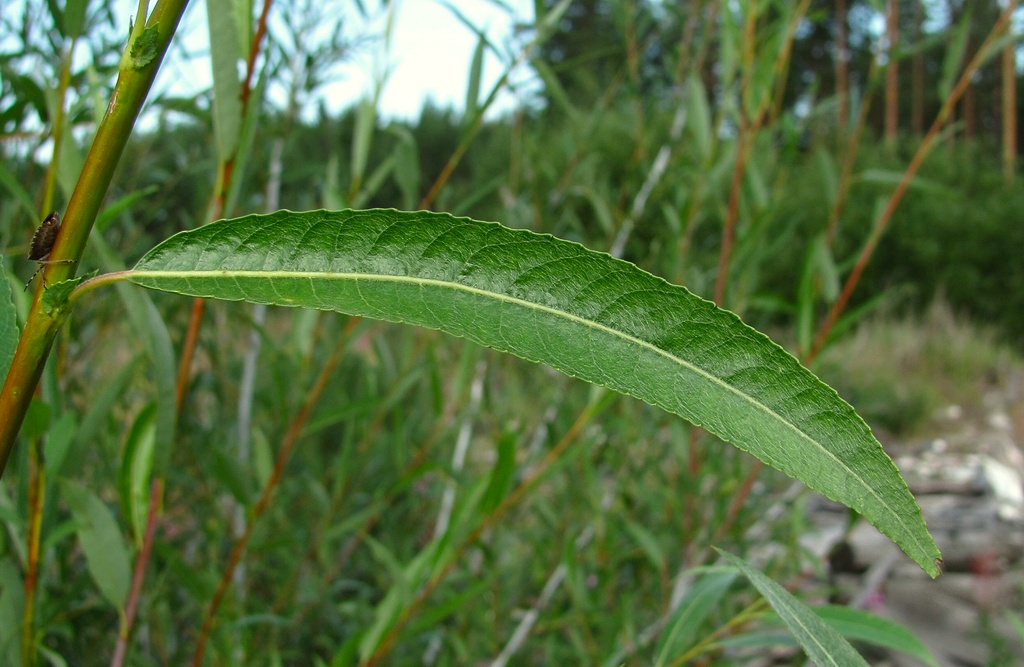 Image of Salix acutifolia specimen.