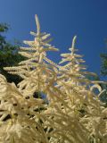 Aruncus dioicus