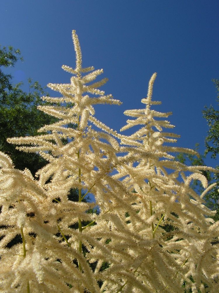 Image of Aruncus dioicus specimen.