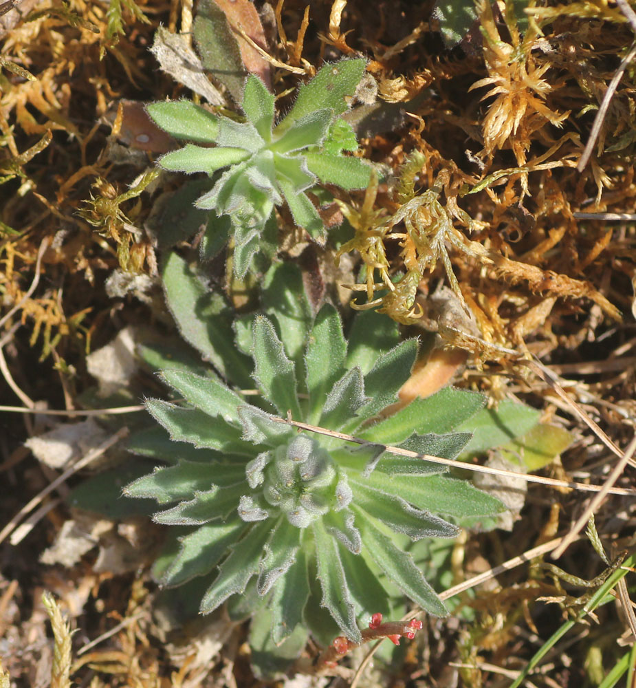 Image of genus Draba specimen.