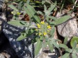 Alyssum turkestanicum variety desertorum. Верхушка растения с цветками и бутонами. Украина, г. Запорожье, балка Партизанская, железнодорожная насыпь. 18.04.2014.