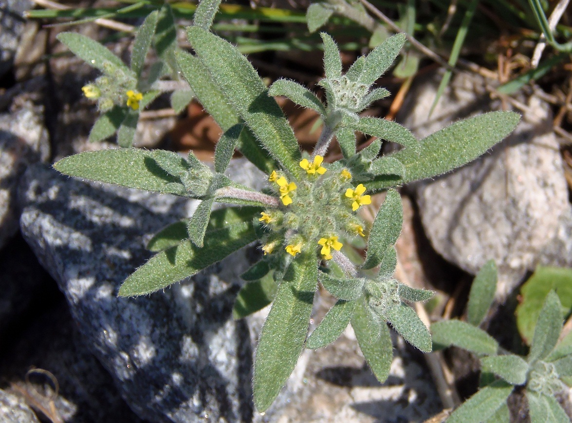 Image of Alyssum turkestanicum var. desertorum specimen.