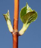 Hydrangea petiolaris