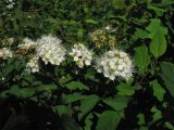 Spiraea chamaedryfolia