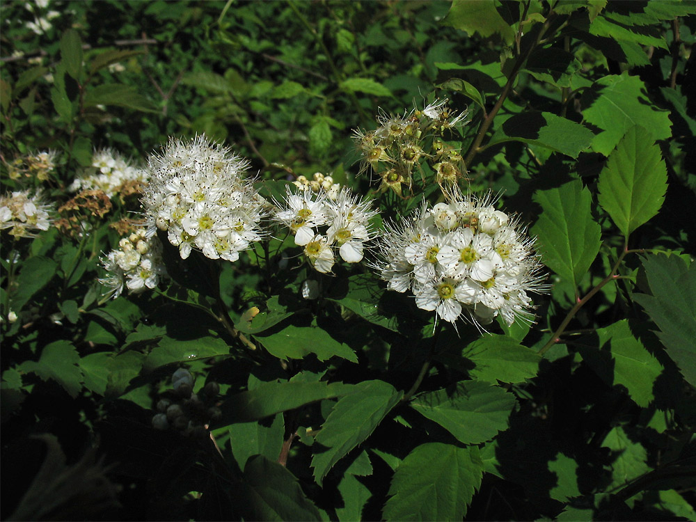 Изображение особи Spiraea chamaedryfolia.