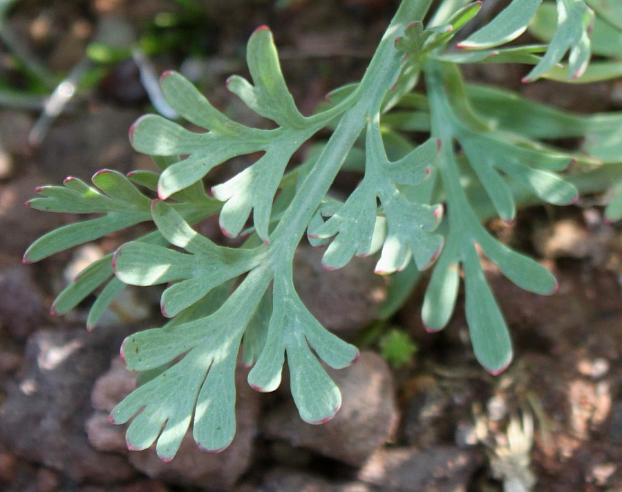 Image of Eschscholzia californica specimen.