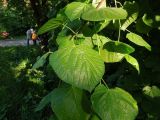 род Tilia. Ветвь. Москва, Кусково, лесопарк. 20.05.2014.