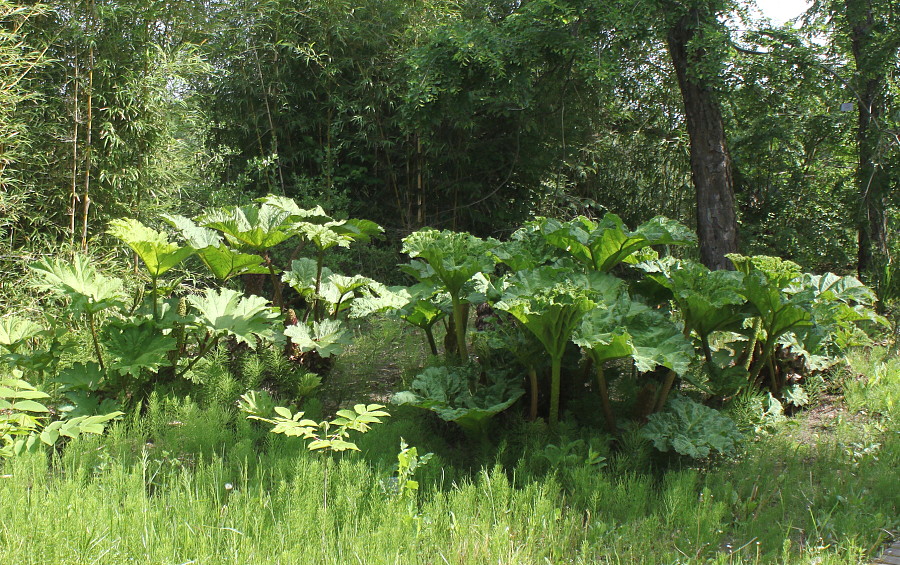 Изображение особи Gunnera tinctoria.