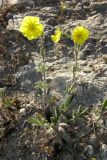 Potentilla taurica