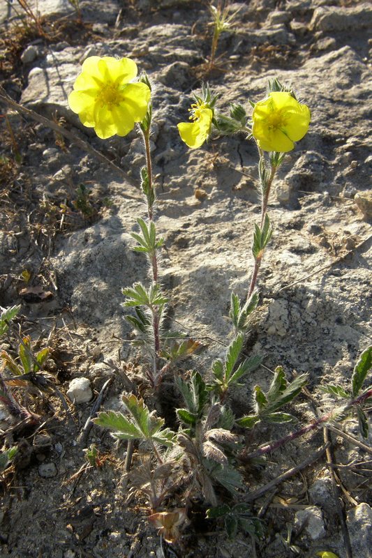 Изображение особи Potentilla taurica.