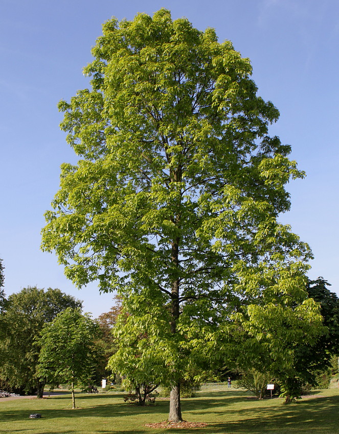Image of Carya ovata specimen.